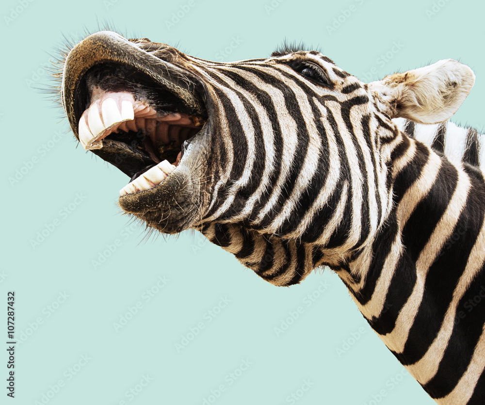 Fotografie, Tablou Zebra happy lougthing