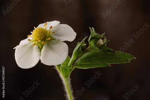 Blossoming wood anemone spring flower isolated against dark brow photo