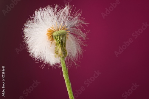 Spring flower blown dandelion plant isolated against purple back photo