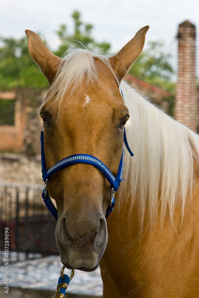 Fototapeta premium Horse Close up