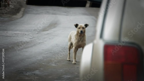 Stray dog on the road