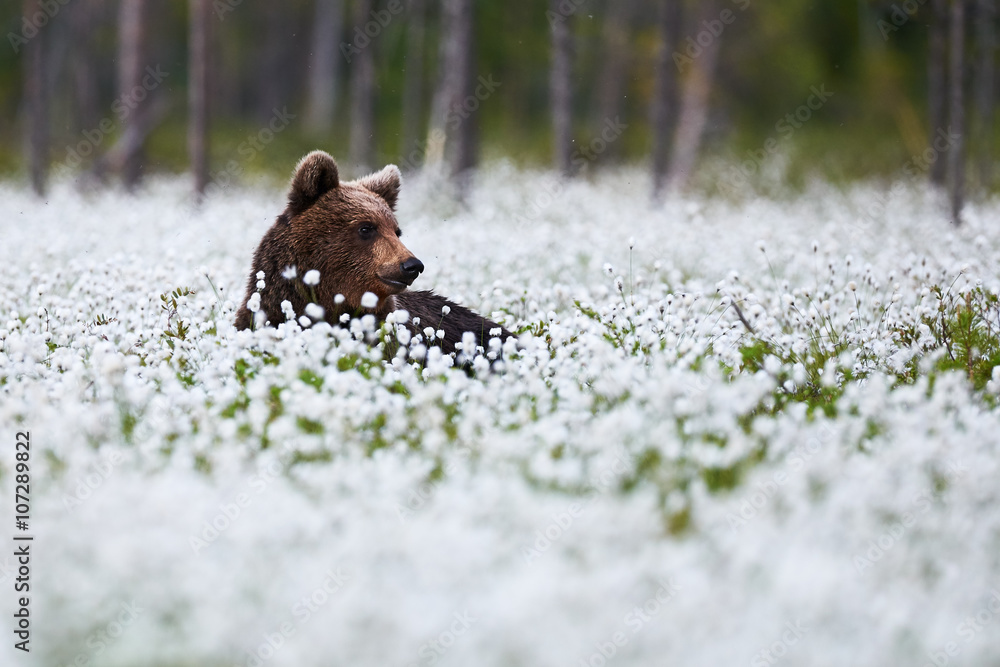 Obraz premium Beautiful bear among the cotton grass