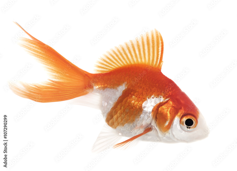 Fototapeta premium red goldfish in aquarium