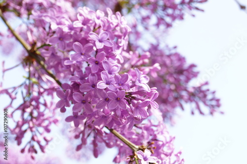 lilac blossoms