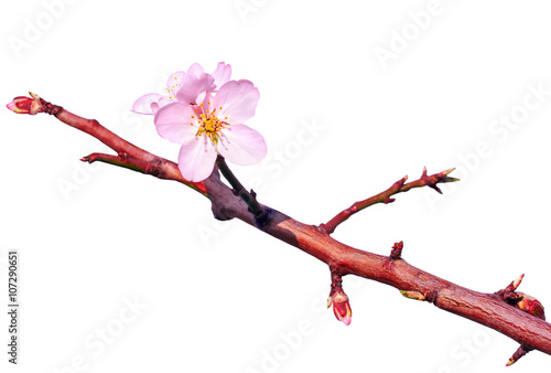 Branch of almond tree with first flowers and turgid buds.