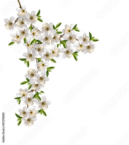 branch of cherry blossoms isolated on white background.