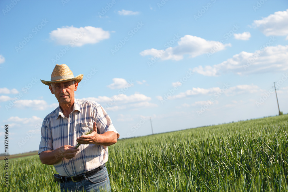 Senior farmer in a field examining wheat crop. Senior farmer in a field examining wheat crop.
