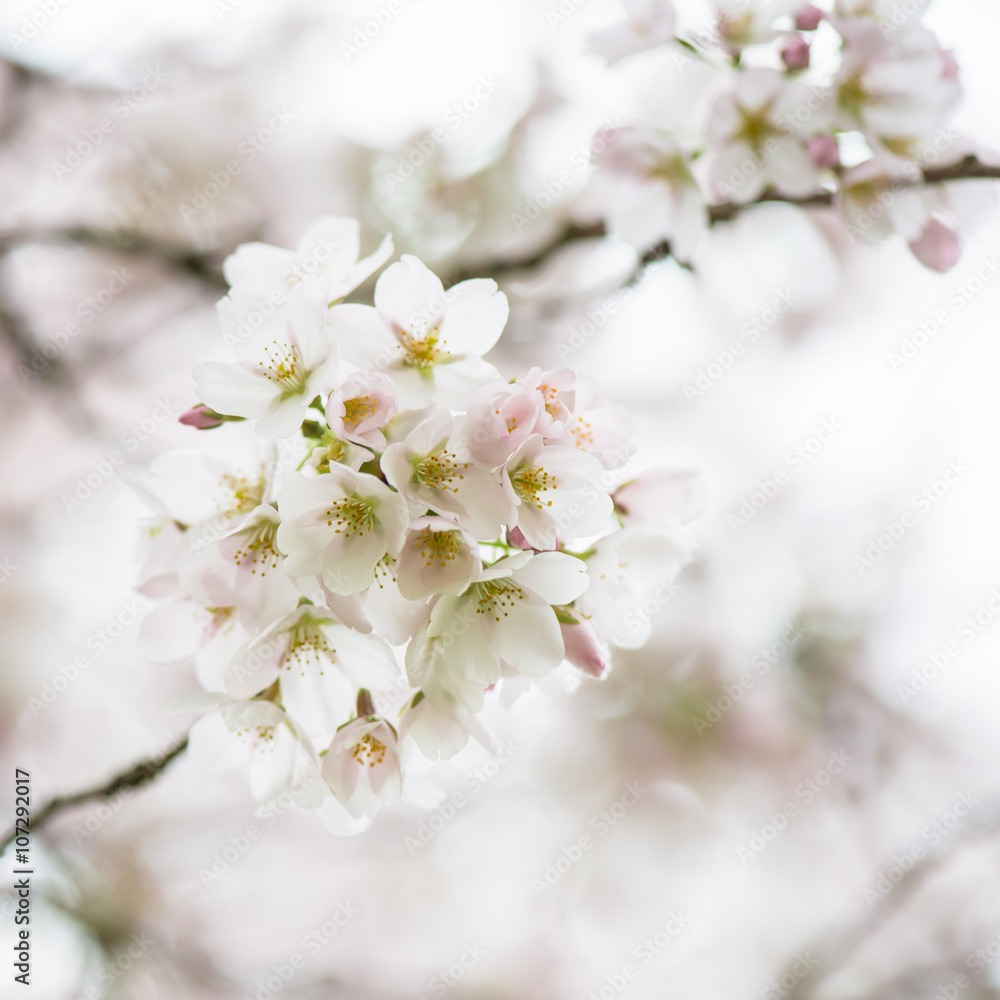 Blooming Tree Branches with White Flower