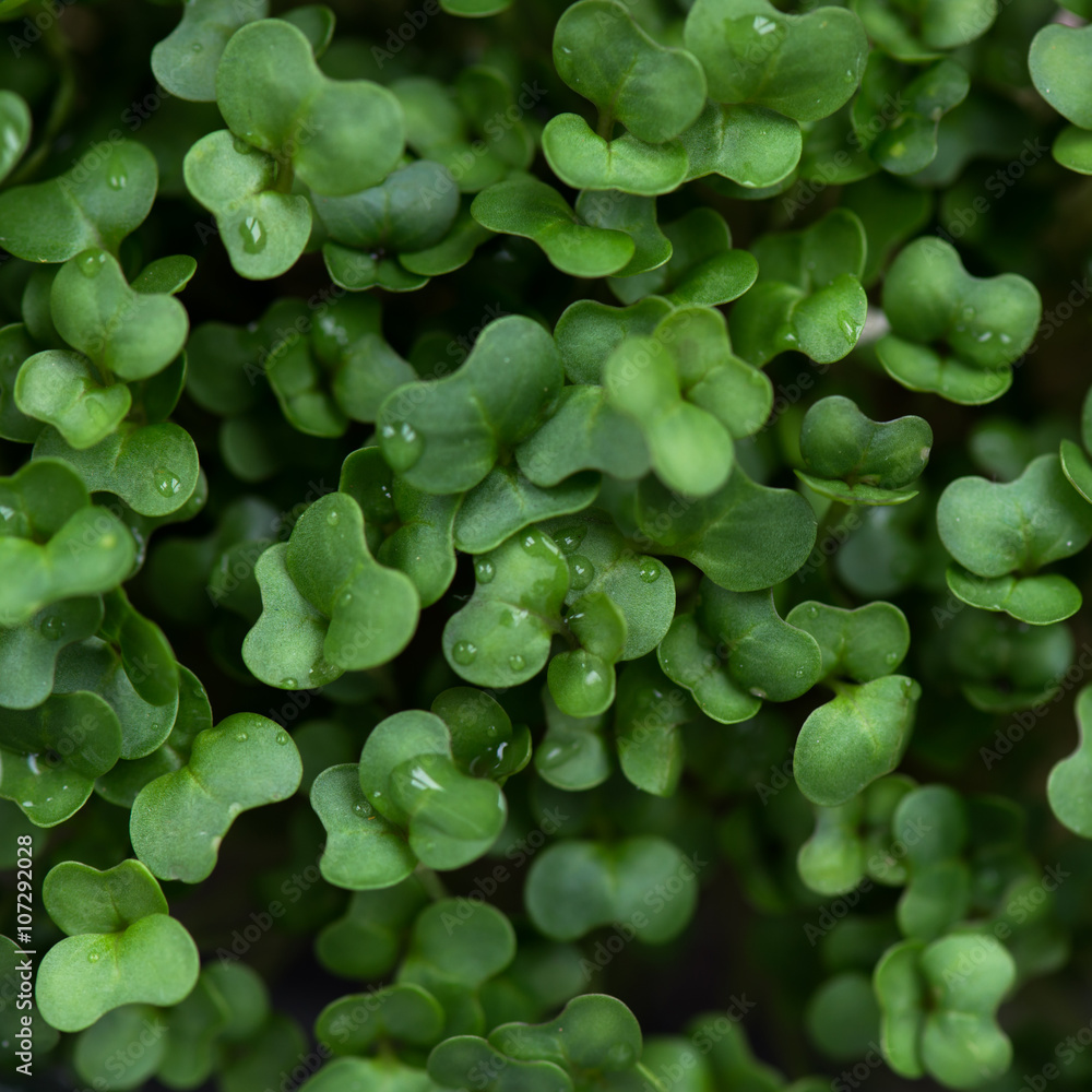 Fresh Cress Salad Closeup, Shallow DOF, Selective Focus, Macro Shot Fresh Cress Salad Closeup, Shallow DOF, Selective Focus, Macro Shot