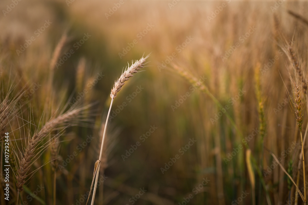 Fototapeta premium 麦畑