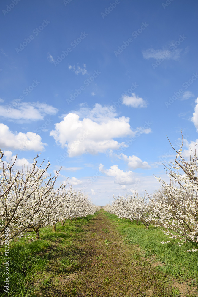 Flowering plum garden