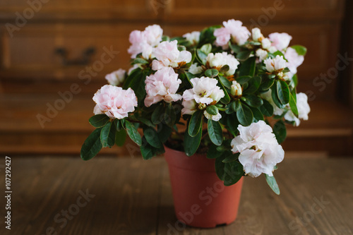 Rhododendron flowers in a pot on a wooden table