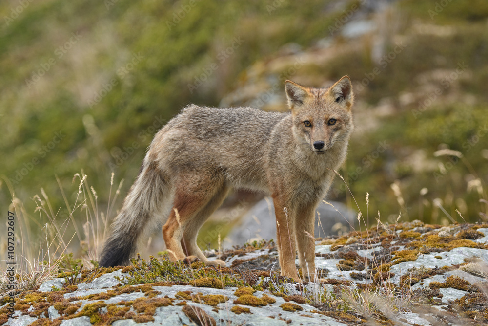 Andean Fox on a Coastal Beach Andean Fox on a Coastal Beach