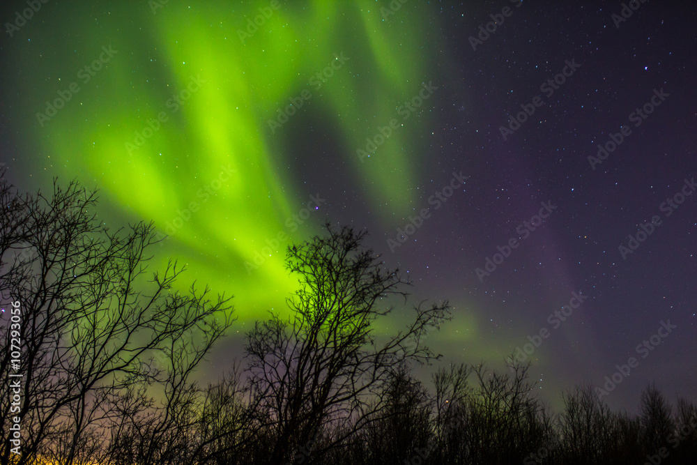 Bright Northern lights in  sky over trees