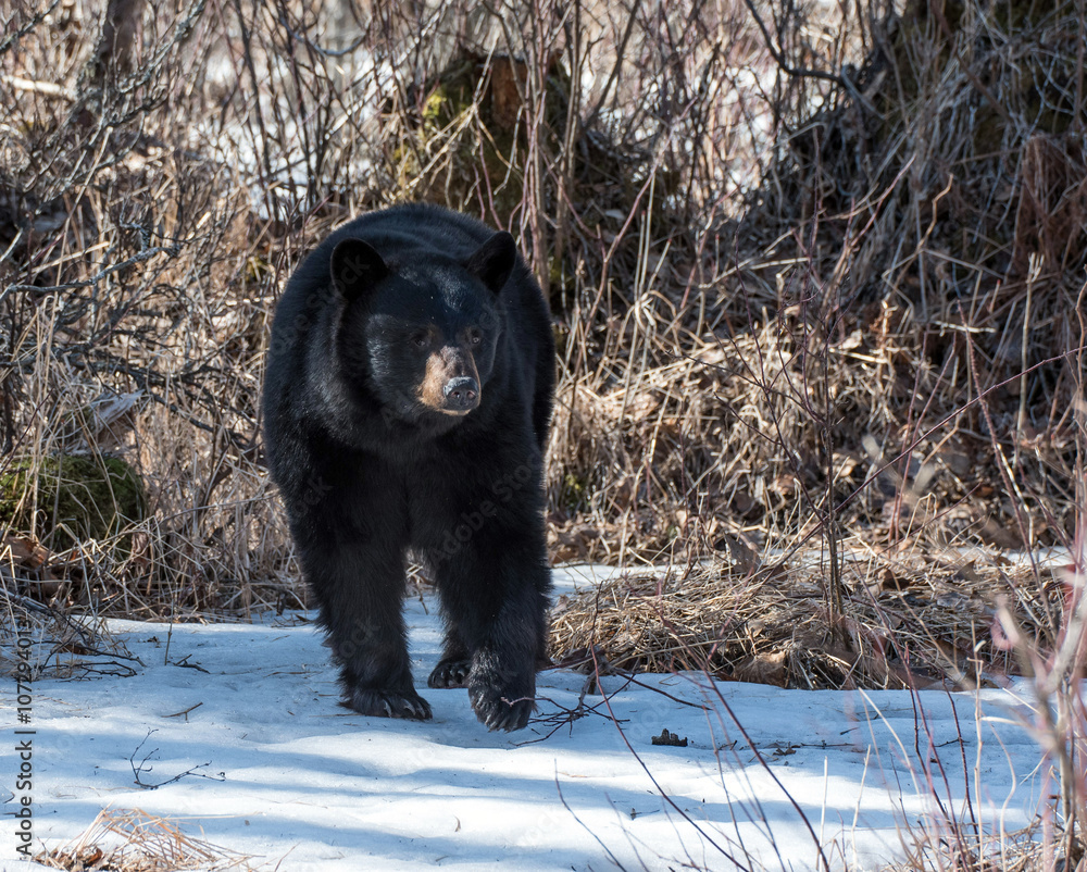 Obraz premium Black Bear Sow