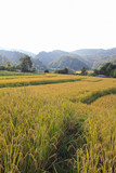 paddy field in northern of Thailand, Chaingmai