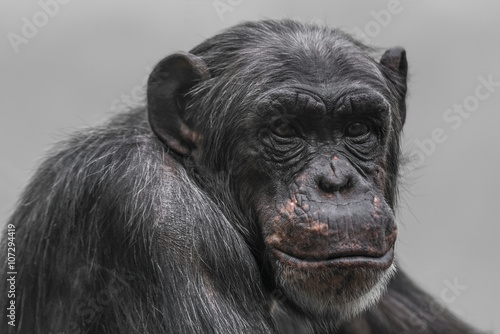 Thinking chimpanzee portrait close up © neurobite