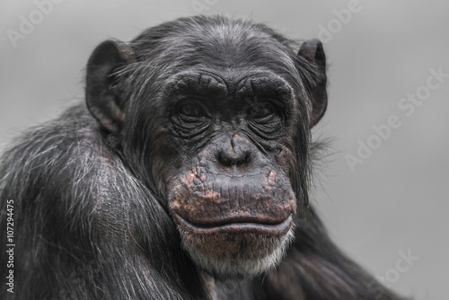 Thinking chimpanzee portrait close up © neurobite