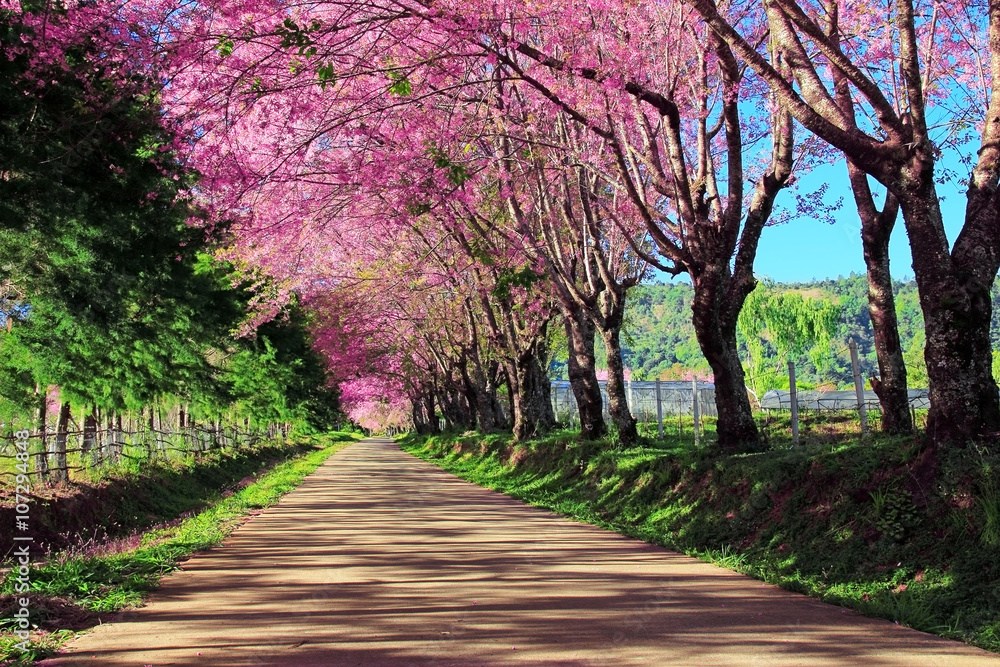 Naklejka premium Cherry Blossom Pathway in ChiangMai, Thailand
