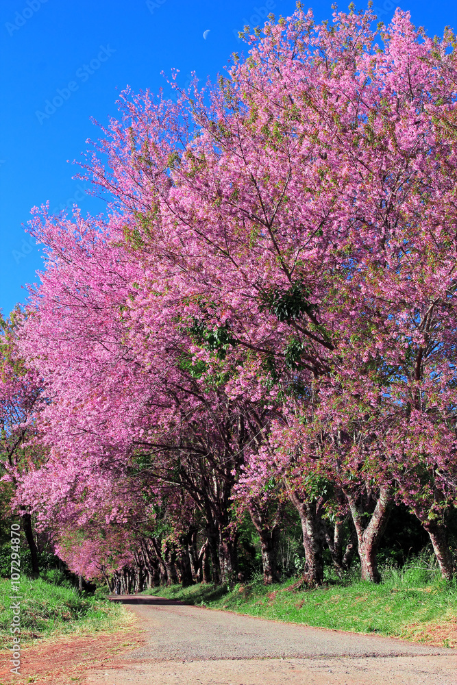 Cherry Blossom Pathway in ChiangMai, Thailand
