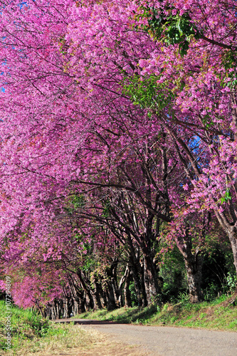 Fototapeta Naklejka Na Ścianę i Meble -  Cherry Blossom Pathway in ChiangMai, Thailand