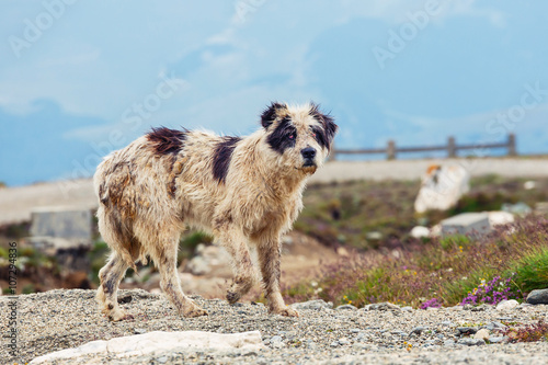 Dog guard the sheep on the mountain pasture