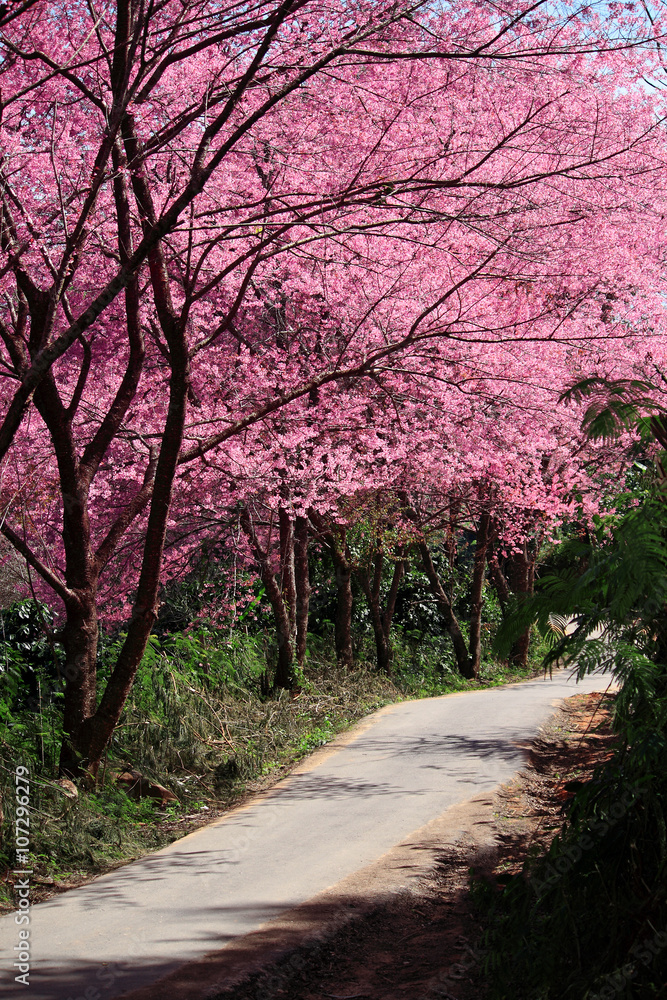 Cherry Blossom Pathway in ChiangMai, Thailand Cherry Blossom Pathway in ChiangMai, Thailand