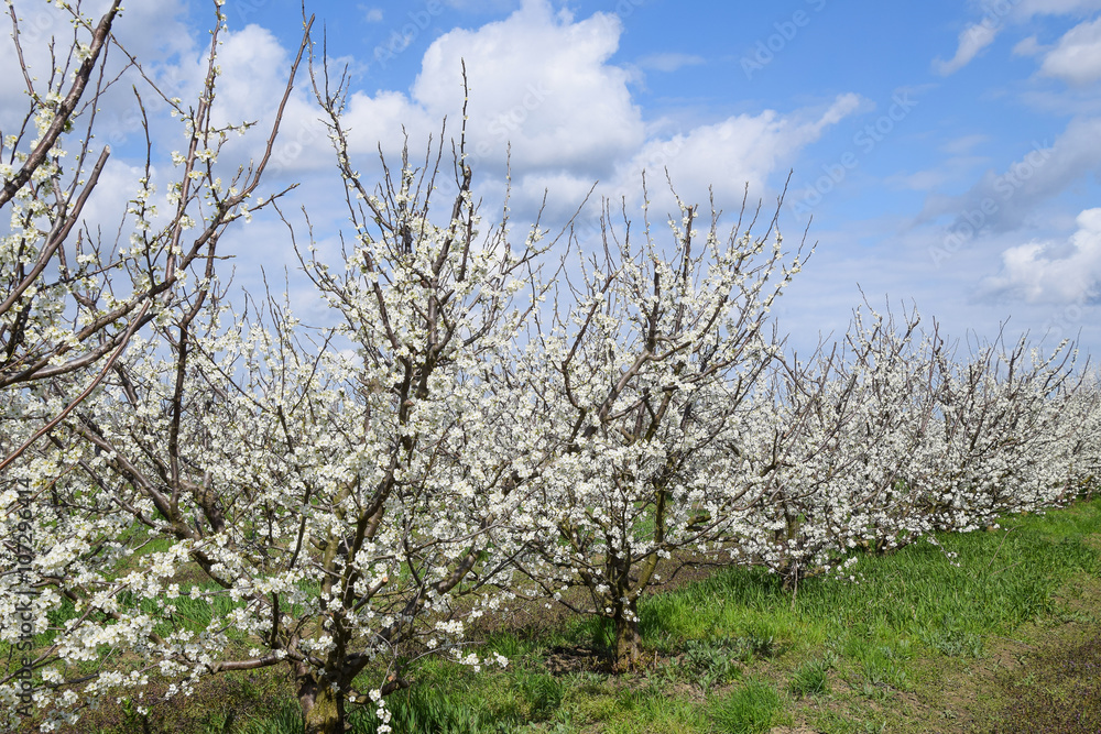 Flowering plum garden Flowering plum garden