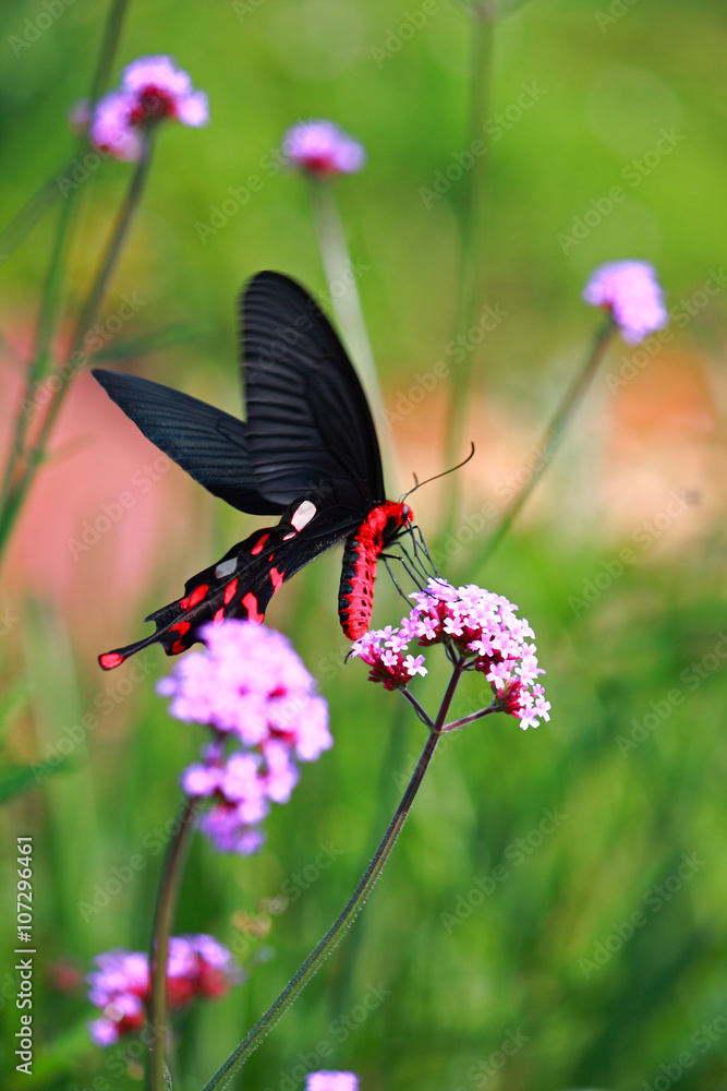 Fototapeta premium Butterfly feeding on pink flower