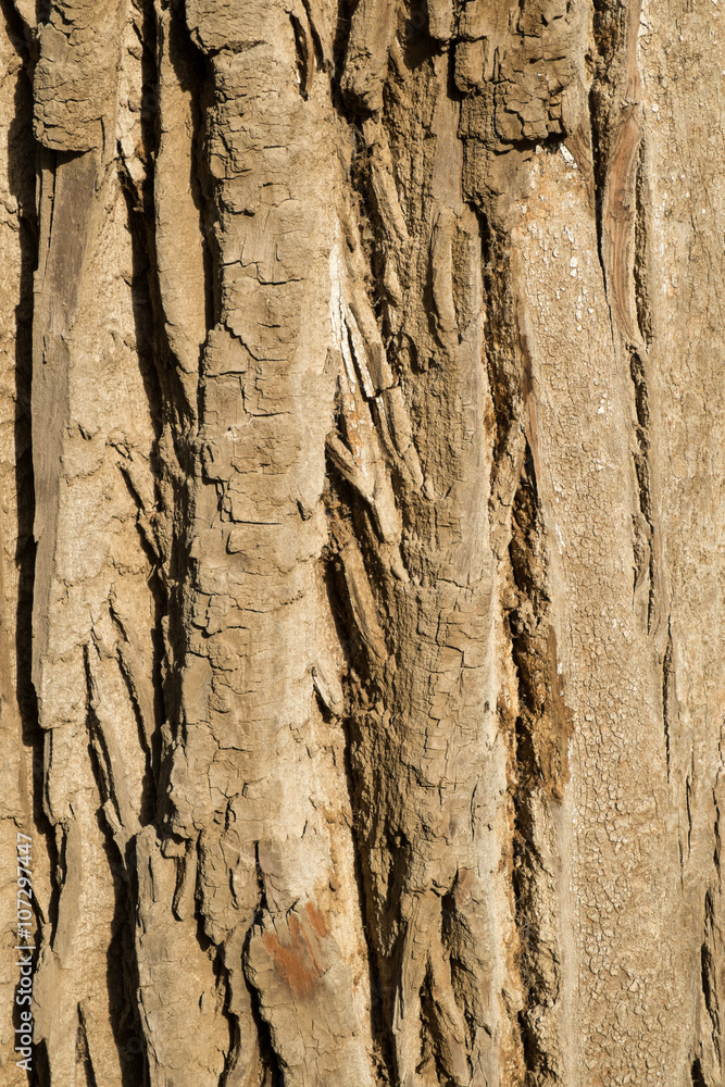 Obraz premium Bark