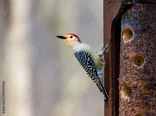 Red-bellied Woodpeckers are pale, medium-sized woodpeckers common in forests of the East. Their strikingly barred backs and gleaming red caps make them an unforgettable sight  photo