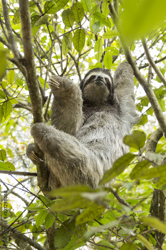 Fototapeta premium Three-toed sloth in Costa Rica