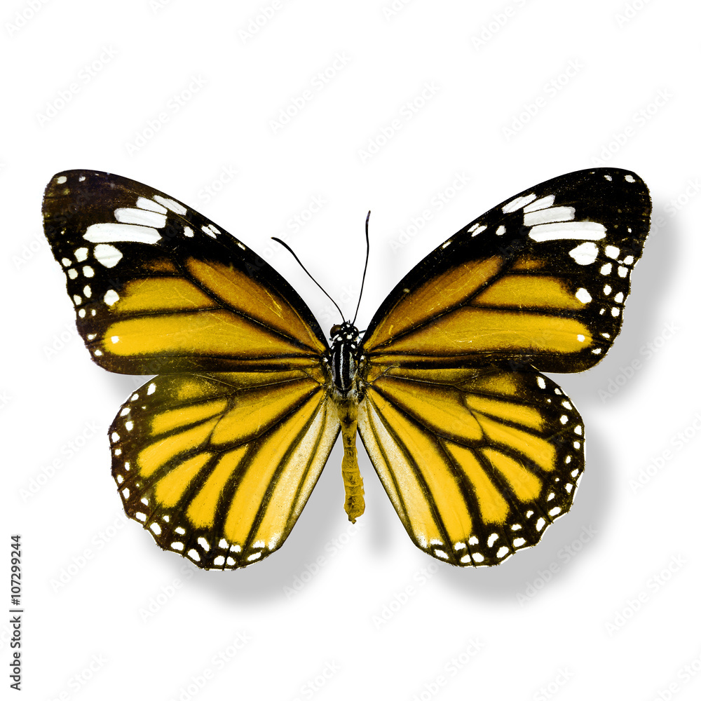Fototapeta premium yellow butterfly isolated on white background with soft shadow