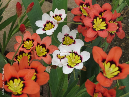 Harlequin flowers mix