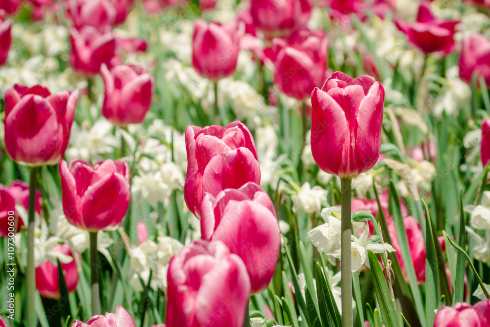 Tulips Festival in Ottawa during spring season Tulips Festival in Ottawa during spring season
