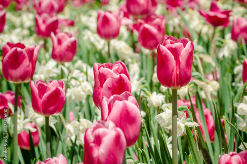 Tulips Festival in Ottawa during spring season