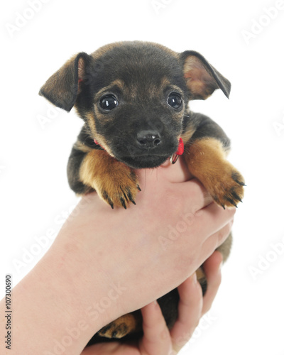 Fistfull of PUp photo