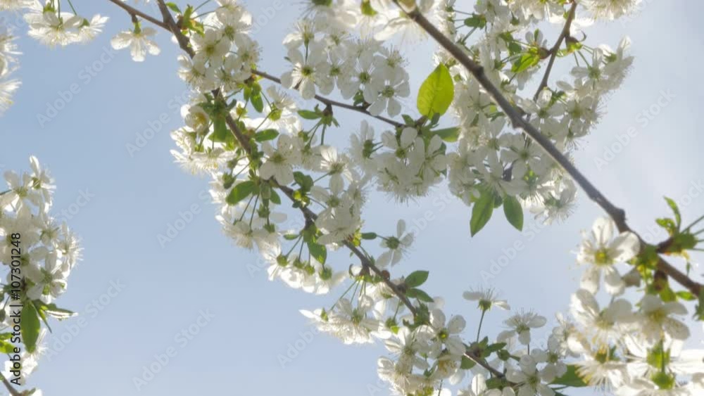 Beautiful white Prunus cerasus blossoms against blue sky early spring 4K 2160p UltraHD slow tilting video - Cherry tree flowers and blue sky natural background 4K 3840X2160 UHD tilt footage Beautiful white Prunus cerasus blossoms against blue sky early spring 4K 2160p UltraHD slow tilting video - Cherry tree flowers and blue sky natural background 4K 3840X2160 UHD tilt footage