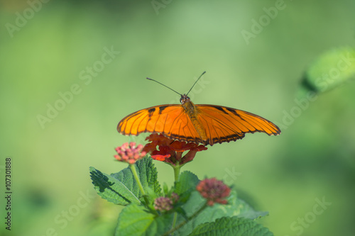 La mariposa prepara su despegue de la flor. © jesuschurion57