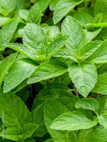 Wallpaper Mural Closeup fresh growing peppermint leaves at vegetable garden. Torontodigital.ca