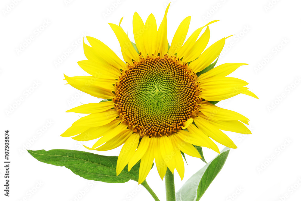 Obraz premium 曇りの日のひまわり