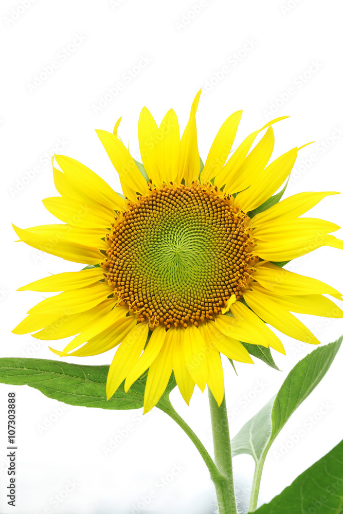 Fototapeta premium 曇り空にひまわり