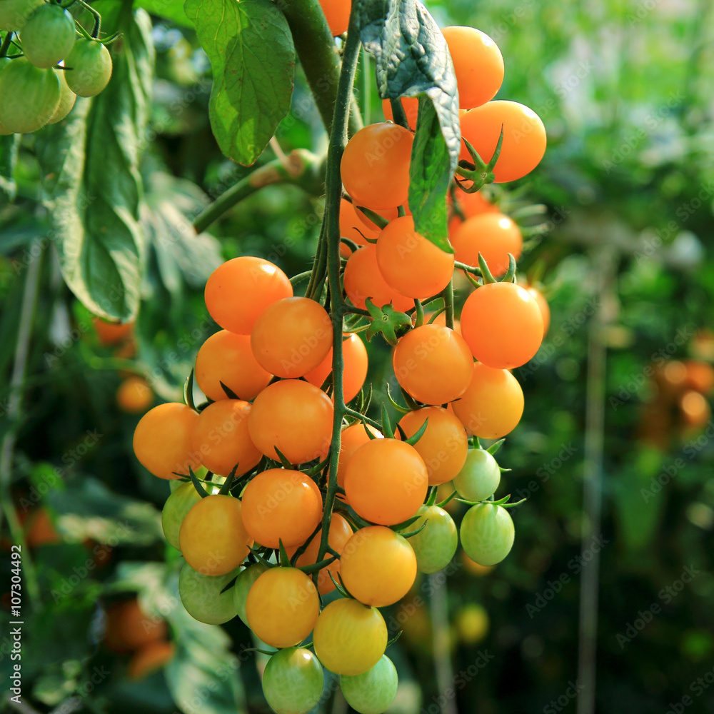 Close up of fresh orange tomatoes still on the plant