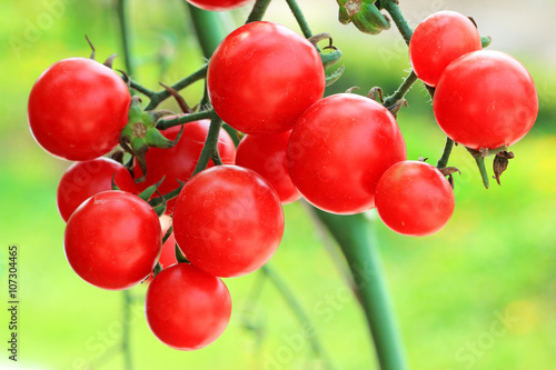 Close up of fresh red tomatoes still on the plant
