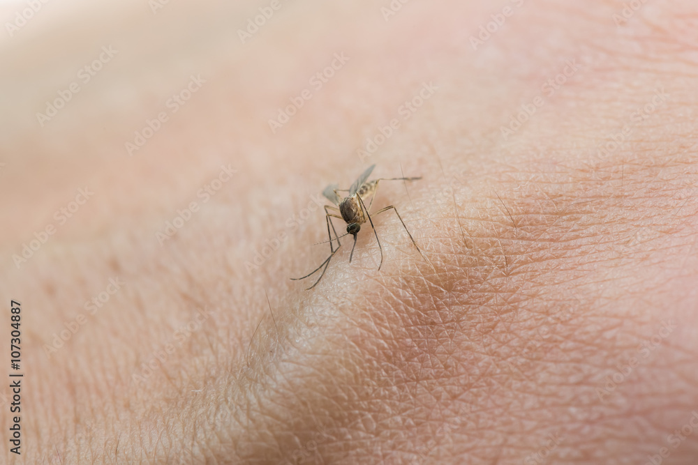 Obraz premium Mosquito sucking blood