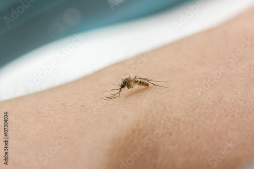 Mosquito sucking blood © xiaoliangge
