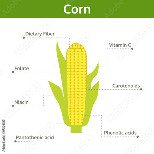 corn nutrient of facts and health benefits, info graphic vector