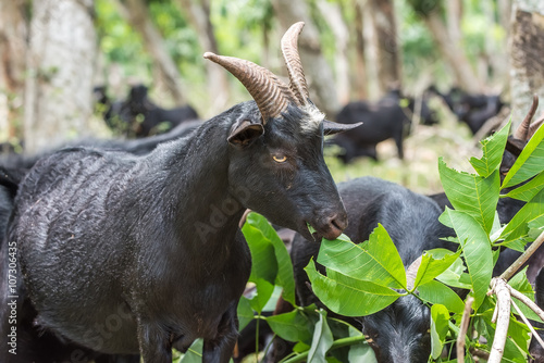shot of black goat in farm