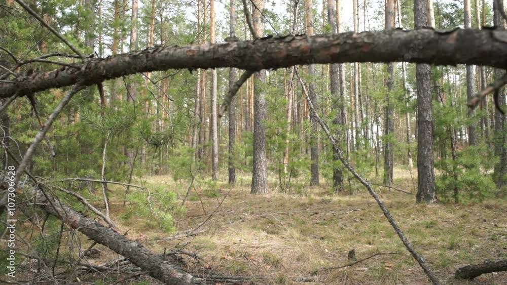 Pine wood Pine wood