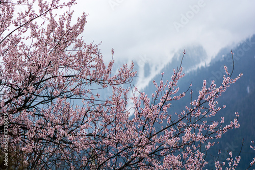 wild tibetan peach blossoms photo
